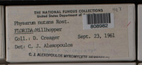 Physarum nutans image